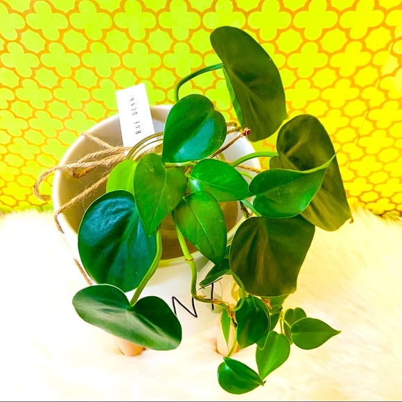 Rae Dunn PLANT Planter with Wooden Stand Mom Gift - Picture 5 of 8